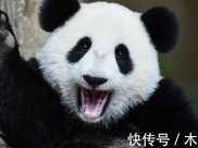 在外國人的眼裡，大熊貓到底是一種怎樣的存在？