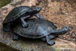想要養一隻漂亮的烏龜？黃緣閉殼龜會是你很好的選擇