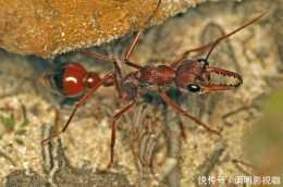 天生殺人蟻，身體被切成兩半，也會自己和自己打架，如同“殭屍”