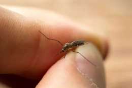 “轉基因蚊子”對人類到底有益還是有害？若有害為何還有人釋放？