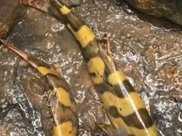 男子抽乾水井後發現兩條水蛇，請求專家鑑定，疑是新奇物種