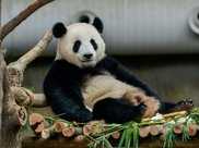 史上第一隻被“退貨”的大熊貓，外國人含淚送回，中國人笑出內傷