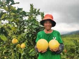“柚”惑來襲！韶關始興湞江河谷水果產業帶千畝蜜柚成熟