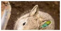 生於以下農曆4月的屬兔人，註定一生榮華，吉人富貴之相