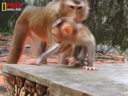 猴媽：求求你，是我的小猴，母猴不要搶走它！
