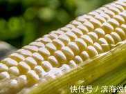 今年小暑節種玉米還能熟嗎農村都什麼時候種玉米