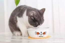 提醒您貓咪食慾不振千萬不要忽視