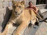319公斤! 獅子和老虎的雜交後代, 形如史前劍齒虎!