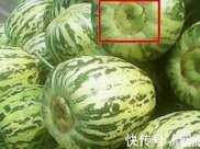 果農：買香瓜時，一定要選“母香瓜”，保證一挑一個準，香甜好吃