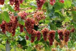 刺葡萄是什麼品種，有什麼樣的特點，如何栽培刺葡萄