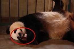 大熊貓抱著寶寶不撒手，奶媽：盆盆奶換娃？熊貓：奶媽套路真深