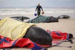 澳大利亞200頭鯨魚大規模擱淺後死亡，鯨魚擱淺的原因是什麼？