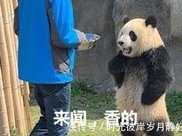 大熊貓的便便，竟然是香的？網友：我要聞最新鮮的！
