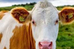 老農跟您聊聊，奶牛養殖的選址最好在什麼地方，怎樣飼養最好