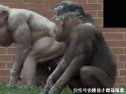兩隻無毛大猩猩成網紅,女性遊客表示有些尷尬,不敢直視