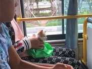美女坐公交聽到貓叫，轉身笑了算逃票嗎