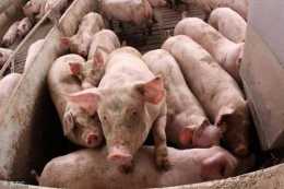 豬肉價格“跌不停”？養殖戶在虧本邊緣，未來價格會怎樣？