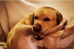 舔爪子是狗生病的徵兆，請主人請不要無視