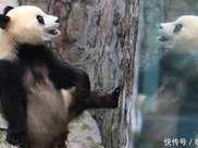 日本模型展出現熊貓，網友吐槽：看吧我就說是人假扮的