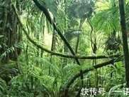 人類的禁區：亞馬遜雨林看起來是綠色天堂，內部的恐怖卻讓人害怕