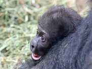 首次證明黑猩猩存在殺嬰行為，甚至是吃掉！靈長類都是殘忍物種