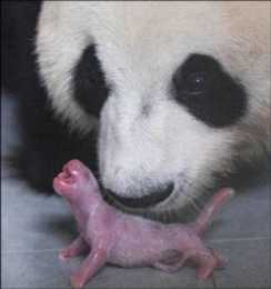 大熊貓寶寶是怎樣養大的？看完你就明白了