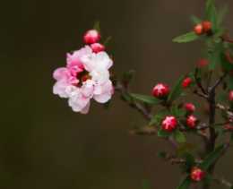松紅梅怎麼養更漂亮教你3個小妙招，養出花繁葉茂的松紅梅