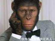 從出生就和人類一起長大的黑猩猩，一度認為自己是人類
