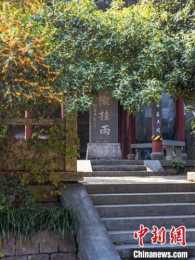 杭州文化觀察：為什麼杭州市花一定是桂花？