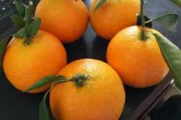 提高柑橘的坐果率，重視科學培育，控梢保果，合理施肥和病蟲防治