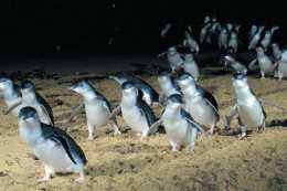 澳洲小企鵝遊行，冒險家將親自直播，卡哇伊線上！