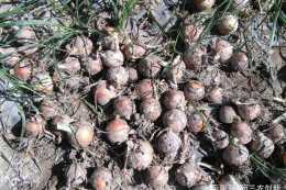 洋蔥種植技術交流：地膜洋蔥的育苗以及栽種技術
