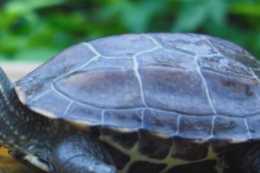 中華田園龜是水龜還是陸龜？它們適合什麼樣的水飼養