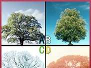 理情感測試：選一棵樹，測你後半生會不會為錢發愁？