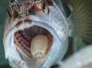 魚蝨的寄生方式食舌蟲會吃掉魚的舌頭，然後取而代之