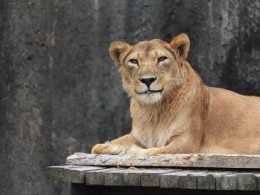 推主去動物園時，拍到一隻獅子對他露出這種微笑，讓他很不解