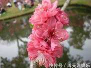 廣州春季去哪賞花，廣州春季賞花哪裡好看，廣州春季賞花路線