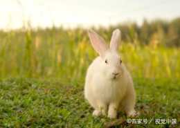 春季養殖兔子的注意事項，讓兔子安全健康的度過春季