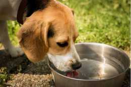 給狗狗喝這幾種水，身體會越來越差