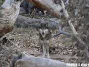 美國新墨西哥州動物園將9只大灰狼送往墨西哥，最終放歸大自然