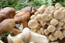 這幾種菌菇原來可以美容養顏，愛美的人士千萬不要錯過