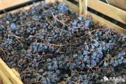 全球葡萄酒產區系列剖析三：義大利葡萄酒歷史的化身，威尼託