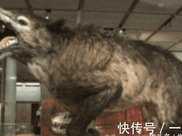 滅絕百萬年的遠古生物，“驢頭狼”出現在神農架，為何重臨人間？