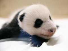 首隻大熊貓在韓國出生，取名“福寶”，它屬於中國還是韓國呢？