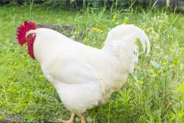 肉雞和其他種類的雞，在養殖時它的優勢都有這些