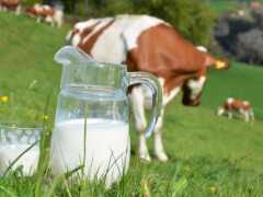 喝牛奶原來大有講究 不同人群選擇各不同