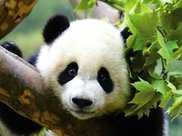 熊貓在其他國家生下的“小熊貓”，還屬不屬於中國？答案毋庸置疑