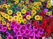 四月二十二日開始，家養此款花卉，花姿卓越，花瓣重重疊疊，美