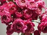 喜歡菊花，不如養盆“進口玫瑰”朱麗葉，花色豔麗，溫馨浪漫