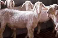 冬季常發：羊吃毛的危害及防治辦法！